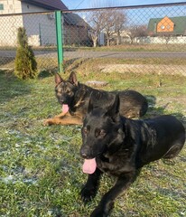 german shepherd dog in the woods