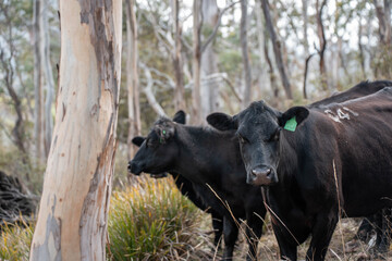 beautiful cattle in tasmania Australia  eating grass, grazing on pasture. tasmanian Herd of cows free range beef being regenerative raised on an agricultural farm. Sustainable farming in hobart