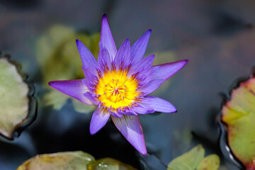 Beautiful water lilies blooming in a waterside garden in early summer.