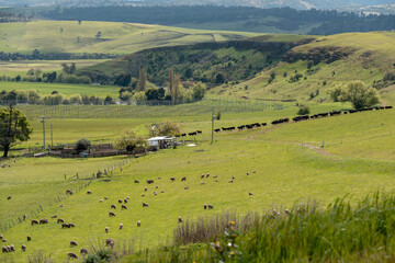 Fototapeta premium Carbon neutral cattle farming in a free range field on a farm in Australia beautiful cattle in Australia eating grass, grazing on pasture. Herd of cows free range beef being regenerative raised