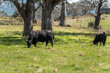 beautiful cattle in tasmania Australia  eating grass, grazing on pasture. tasmanian Herd of cows free range beef being regenerative raised on an agricultural farm. Sustainable farming in hobart