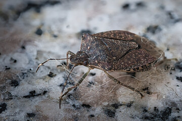 Brown stink bug (Halyomorpha halys) in Italy on a white background in the summer season