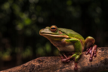 White lip tree frog