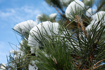 Close-up of fresh snow on pine tree branches. The green needles contrast with the white snow against a blurry blue sky. Perfect winter holiday background with beautiful bokeh.