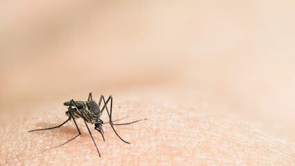 Macro shot of mosquito biting human skin