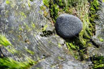 Naturalna tekstura: drewno, kamień i zieleń © Sebastian