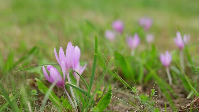 Autumn crocus alias meadow saffron Colchicum autumnale on meadow