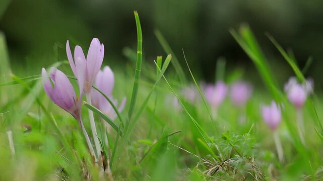 Autumn crocus alias meadow saffron Colchicum autumnale on meadow