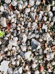 Here is a description under 200 characters:

Close-up of small white and brown pebbles with tiny green sprouts growing between them, creating a natural textured ground pattern.