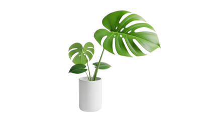 Tropical Leaf Plant in Minimalist Vase on White Backdrop PNG Clean