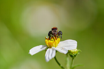 Close-up of honey bee keeping nectar in daisy flower