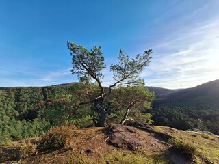 Fototapeta premium Kiefer auf dem Backelstein im Pfälzer Wald