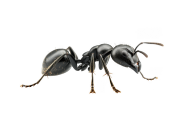 Detailed macro photo of a black ant insect arthropod pest bug close-up stock image illustration vector isolated on transparent background