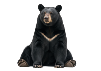 Majestic asiatic black bear sitting portrait, wildlife animal photography, ursus thibetanus, mammal stock image, isolated on transparent background