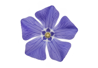Detailed periwinkle flower blossom close-up, botanical illustration, floral design element, isolated on transparent background