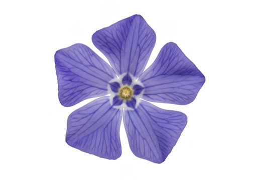 Detailed periwinkle flower blossom close-up, botanical illustration, floral design element, isolated on transparent background