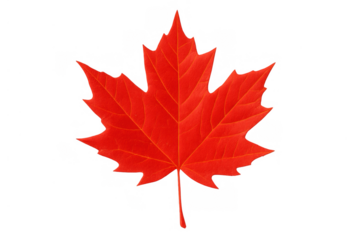 Red maple leaf showcasing canadian heritage and autumn season, isolated with transparent background