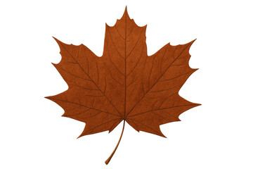 Obraz premium Autumn maple leaf showing seasonal color change, a natural symbol of fall and harvest on transparent background