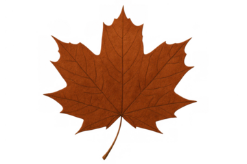 Autumn maple leaf showing seasonal color change, a natural symbol of fall and harvest on transparent background