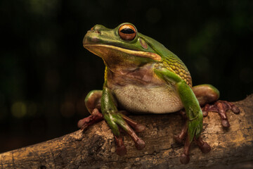 White lip tree frog