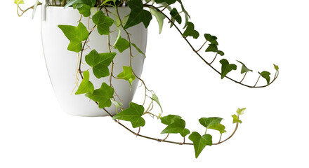 Trailing Ivy Plant in Hanging Pot on White Surface  PNG Clean