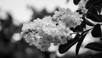 Crape Myrtle Tree Bloom During Summer Season Closeup In Black And White Delicate Petals