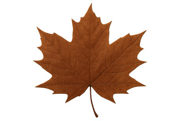 Obraz premium Decaying maple leaf in a warm brown color symbolizing changing nature, seasonality, and natural beauty. Transparent background