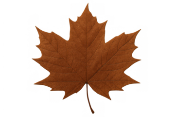 Decaying maple leaf in a warm brown color symbolizing changing nature, seasonality, and natural beauty. Transparent background