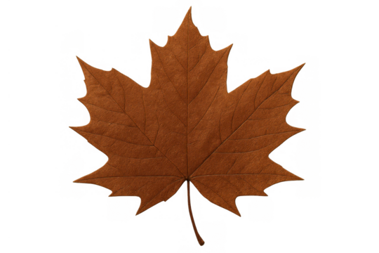 Decaying maple leaf in a warm brown color symbolizing changing nature, seasonality, and natural beauty. Transparent background