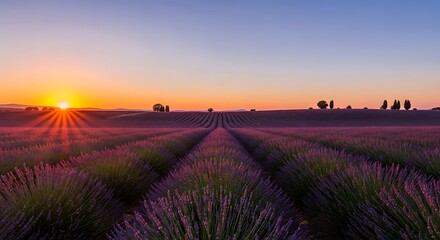Radiant sunset over vast purple lavender fields, casting a warm golden glow across the tranquil rural landscape, a breathtaking natural spectacle