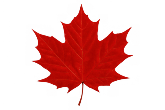 Red maple leaf representing canada, autumn leaf isolated on transparent background, symbolizing nature and season