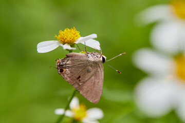 Close-up view of butterfly perching on flower