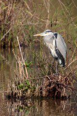 Garça Real capture at the bird watching center of Lagoa Pequena in Sesimbra