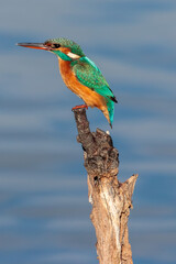 Guarda Rios capture at the bird watching center of Lagoa Pequena in Sesimbra