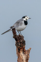 Alveloa Branca capture at the bird watching center of Lagoa Pequena in Sesimbra