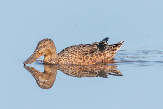Pato colhereiro capture at the bird watching center of Lagoa Pequena in Sesimbra