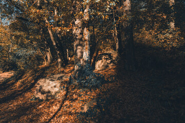 Forest landscape of Eppan, South Tyrol, Italy