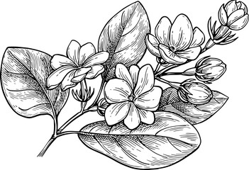 Jasmine Sambac Maid of Orleans branch ink sketch.