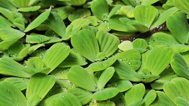 Water lettuce is a free-floating, invasive aquatic plant that forms rosettes of velvety, pale-green leaves that resemblean open head of  
