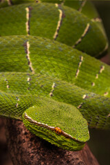 Obraz premium Sulawesi keeled green pit viper