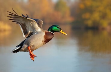 Obraz premium Male mallard duck flies over water. Bird with green head, yellow beak, outstretched wings prepares to land. Autumn forest reflects on lake surface.
