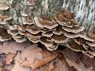Autumn forest mushrooms in old woods