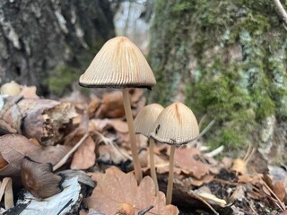 Autumn forest mushrooms in old woods