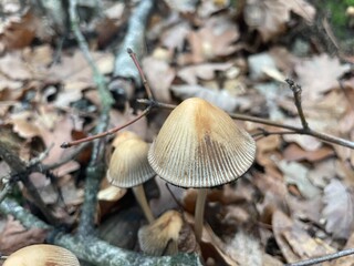 Autumn forest mushrooms in old woods