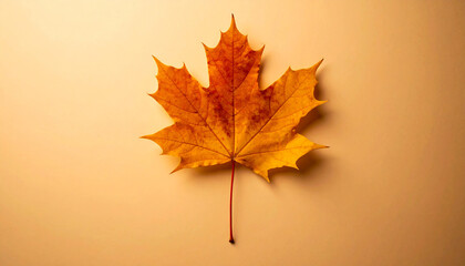 Autumn Golden Maple Leaf