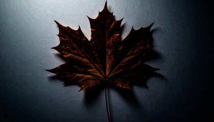 A Lone Leaf in the Shadows