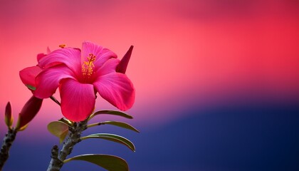 Re Flower In Blooming Glory Against A Vibrant Pink Backdrop Generative Ai