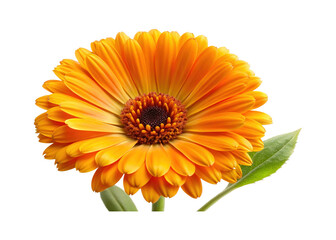 Vibrant orange Calendula flower against a transparent background for creative projects