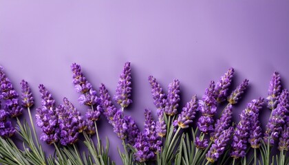 Lavender Flowers On Lilac Background