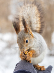 Squirrel eats nuts from a man's hand. Caring for animals in winter or autumn.